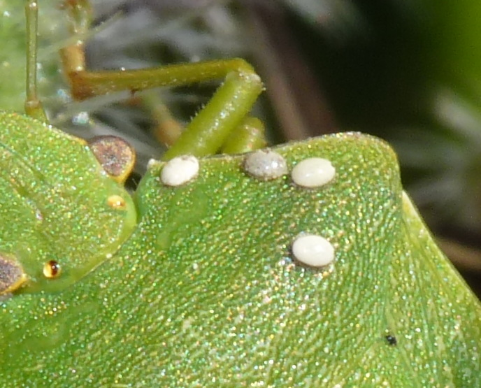 Pentatomidae: Nezara viridula parassitizzata di Livorno